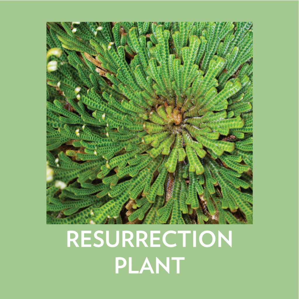 Resurrection plant