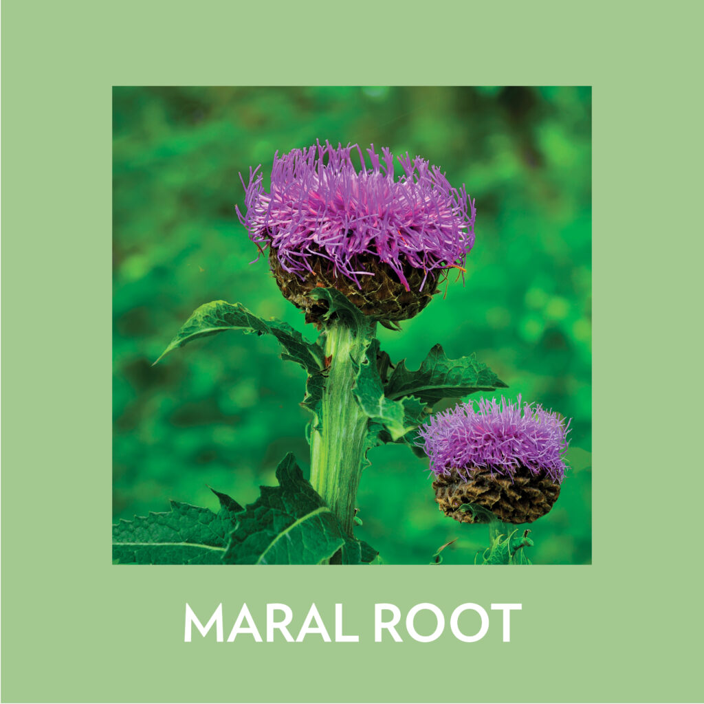 Bioadaptive-Botanicals skincare คืออะไร? 4 Maral Root (Rhaponticum Carthamoides Root Extract)