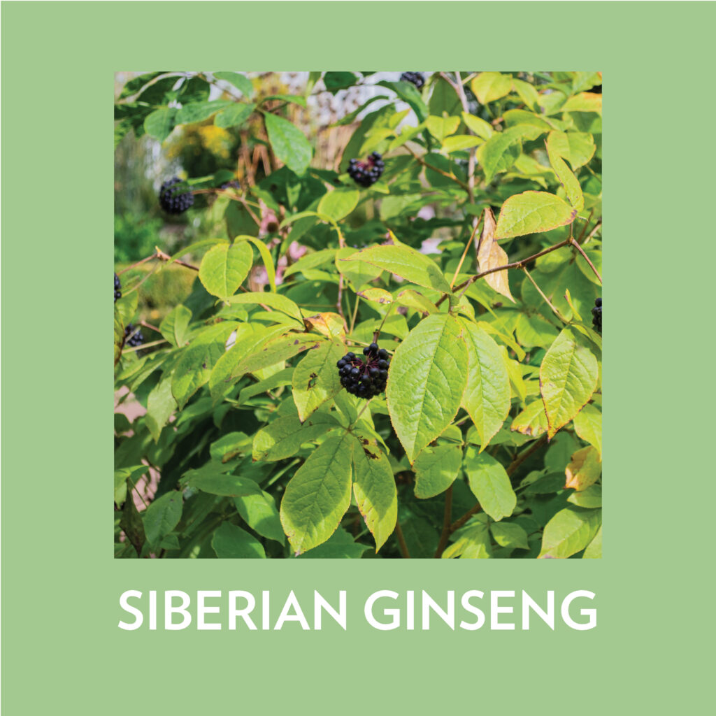 Bioadaptive-Botanicals skincare คืออะไร? 5 SIBERIAN GINSENG