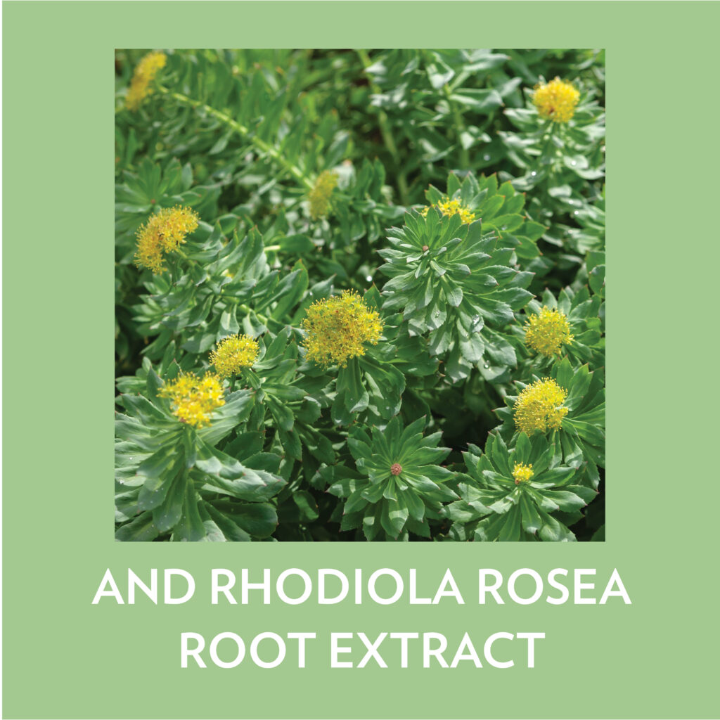 Bioadaptive-Botanicals skincare คืออะไร? 3 RHODIOLA โรดิโอลา