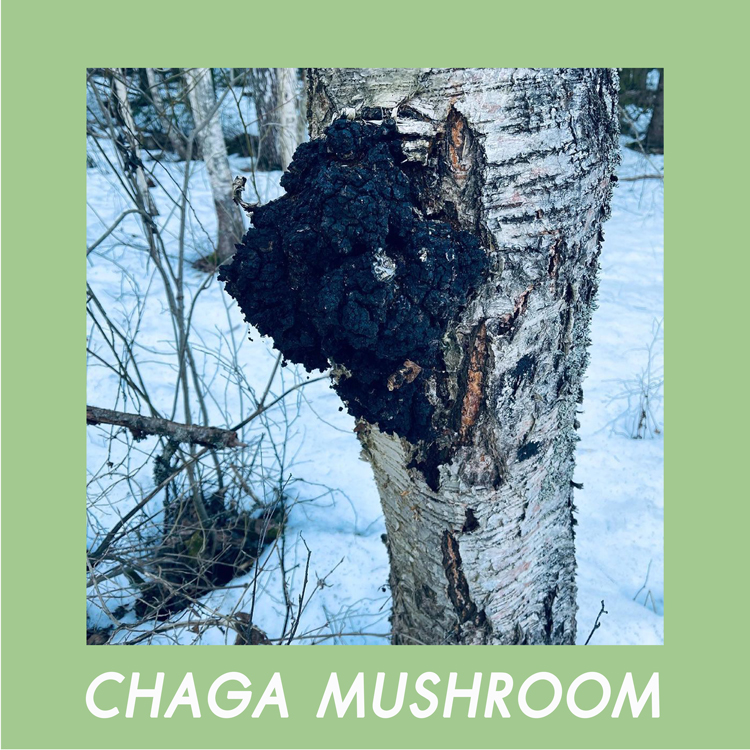 Bioadaptive-Botanicals skincare คืออะไร? 6 Chaga-mushroom