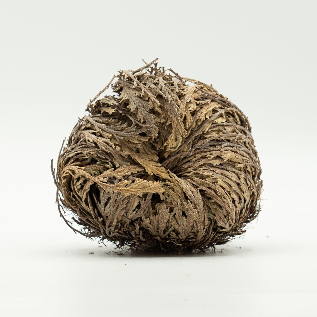 Bioadaptive-Botanicals skincare คืออะไร? 8 Resurrection plant