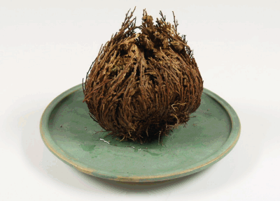 Bioadaptive-Botanicals skincare คืออะไร? 9 Resurrection Plant